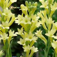 Тубероза (Поліантес) Golden Harvest