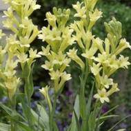 Тубероза (Полиантес) Golden Harvest