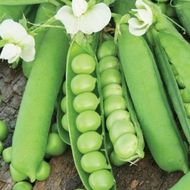 Горох Сахарные нотки за 20 г