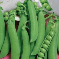 Горох Овощное чудо