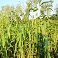 Сидерат Суданская трава за 0,5 кг