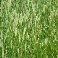 Сидерат Тимофеевка за 0,5 кг