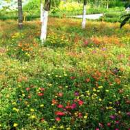 Трава газонная Мавританская