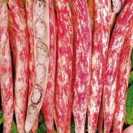 Фасоль спаржевая Борлотто за 20 г