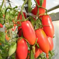 Томат Варвара розовая за 0,1 г