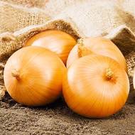 Цибуля Дагго F1 за 0,25 г