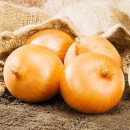 Лук Дагго F1 за 0,25 г