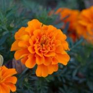 Бархатцы Мандарин за 0,5 г