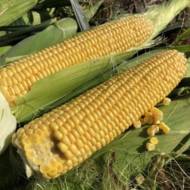 Кукуруза сахарная 1801 F1