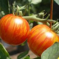 Томат зебра оранжевая за 0,1 г