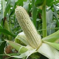 Кукуруза сахарная Белоснежка за 15 г