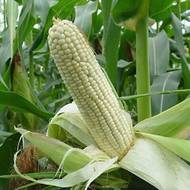 Кукуруза сахарная Белоснежка за 15 г