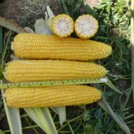 Кукуруза сахарная Добрыня F1