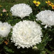 Айстра Королівська півонія за 0,5 г