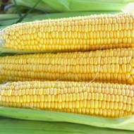 Кукурудза цукрова Страйк F1