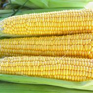 Кукуруза сахарная Страйк F1