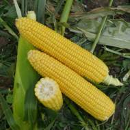 Кукурудза цукрова Уокер F1 