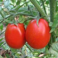 Томат гібрид 6 Тарасенко за 0,1 г