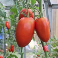 Томат Королівський пінгвін за 0,1 г