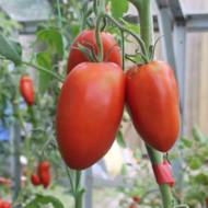 Томат Королівський пінгвін за 0,1 г