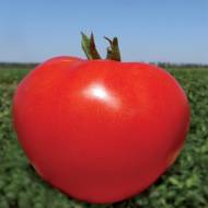 Томат Акела F1