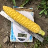 Кукурудза цукрова 1980 F1 