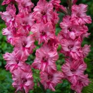 Гладіолус Кінгстон Раффл