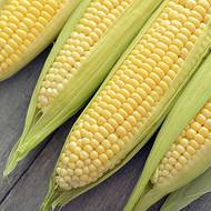 Кукуруза сахарная Пальмира F1 за 15 г