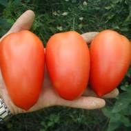 Томат Колибри за 0,1 г