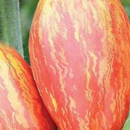 Томат Перо Жар-птицы за 0,1 г