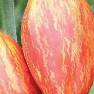 Томат Перо Жар-птицы за 0,1 г