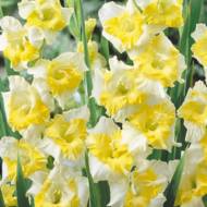 Гладіолус Баггі