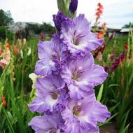 Гладіолус Синій мороз