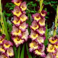 Гладіолус Динаміт