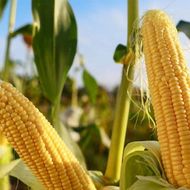 Кукурудза цукрова Фіона F1