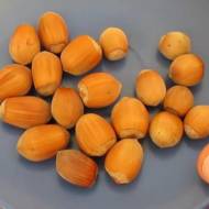 Саженец Фундук Эннис