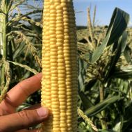 Кукурудза цукрова Імпресаріо F1