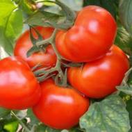 Томат Мобіл за 0,5 г