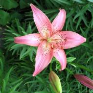 Лилия азиатская Серпанок