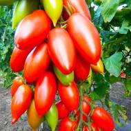 Томат Королевский пингвин за 0,1 г