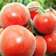 Томат Бархатный за 0,1 г