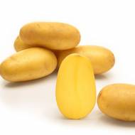 Семенной картофель Саншайн