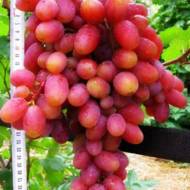 Саженец Виноград Юлиан