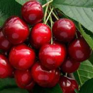 Саженец Черешня Мелитопольская ранняя