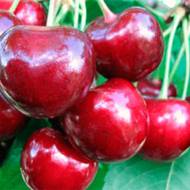 Саженец Черешня Крупноплодная