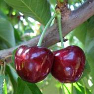 Саджанець Черешня Волове серце