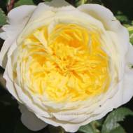 Троянда англійська Пілігрім