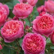Троянда англійська Рожевий Лід