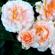 Троянда англійська Екскалібур (кущова)