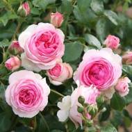 Троянда плетиста Еден Роуз